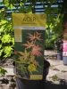 Acer palmatum 'Orange Dream' - Japán juhar