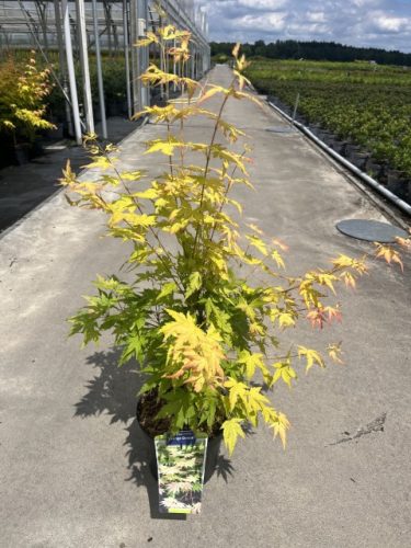 Acer palmatum 'Orange Dream' - Japán juhar