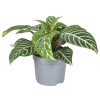 Aphelandra Squarrosa - Ráncos sárkányfüzér
