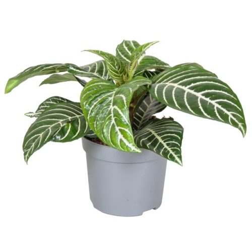 Aphelandra Squarrosa - Ráncos sárkányfüzér