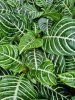 Aphelandra Squarrosa - Ráncos sárkányfüzér
