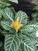Aphelandra Squarrosa - Ráncos sárkányfüzér