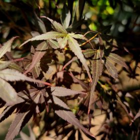 Acer palmatum 'Skeeters Broom' - Japán juhar
