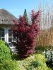 Acer palmatum 'Skeeters Broom' - Japán juhar