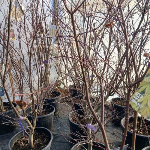 Acer palmatum 'Skeeters Broom' - Japán juhar