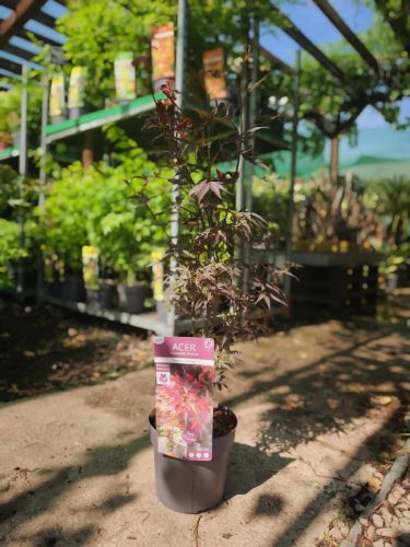 Acer palmatum 'Skeeters Broom' - Japán juhar