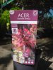 Acer palmatum 'Skeeters Broom' - Japán juhar