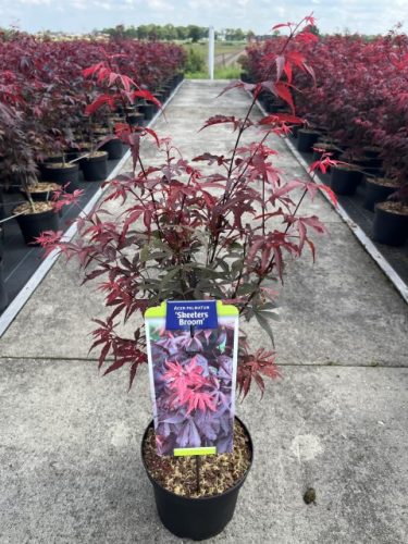 Acer palmatum 'Skeeters Broom' - Japán juhar
