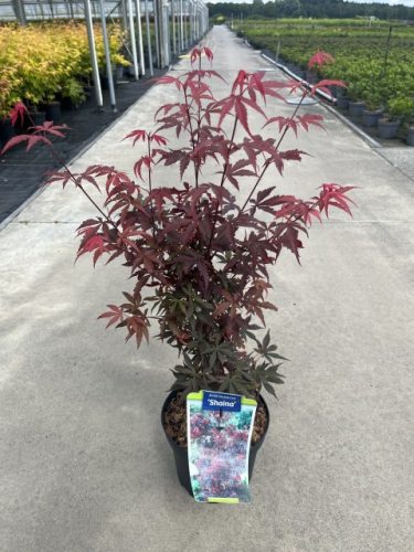 Acer palmatum 'Shaina' - Japán juhar