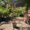 Acer palmatum 'Sumi-nagashi' - Japán juhar