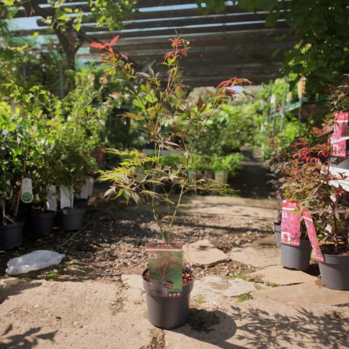 Acer palmatum 'Sumi-nagashi' - Japán juhar