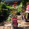 Acer palmatum 'Twombly's Red Sentinel' - Japán juhar