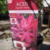 Acer palmatum 'Twombly's Red Sentinel' - Japán juhar