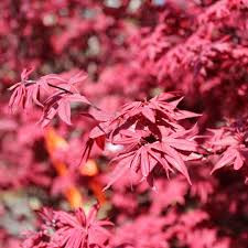 Acer palmatum 'Twombly's Red Sentinel' - Japán juhar