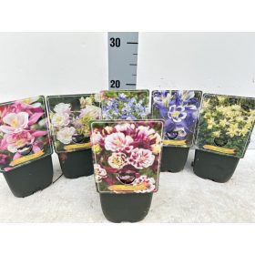 Aquilegia vulgaris - Kerti harangláb