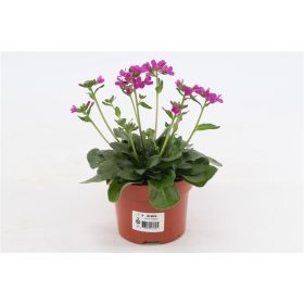   Arabis caucasica rosea 'Pink Delight' - Kaukázusi lilás rózsaszín ikravirág