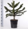 Araucaria araucana - Chilei fenyő