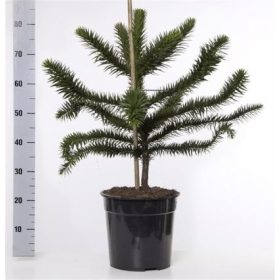 Araucaria araucana - Chilei fenyő