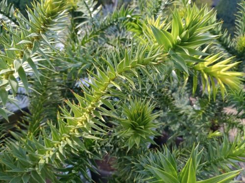 Araucaria araucana - Chilei fenyő