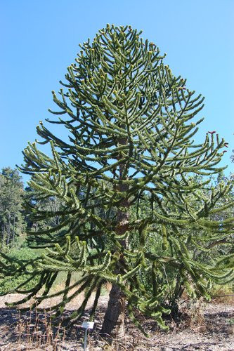 Araucaria araucana - Chilei fenyő