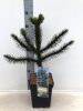 Araucaria araucana - Chilei fenyő