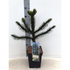 Araucaria araucana - Chilei fenyő