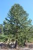 Araucaria araucana - Chilei fenyő
