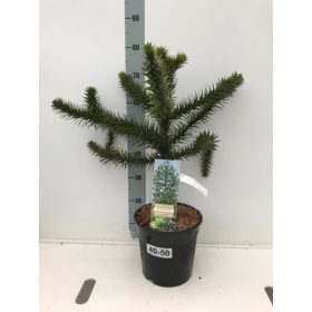 Araucaria araucana - Chilei fenyő