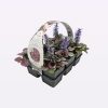 Ajuga reptans 'Burgundy Glow' - Indás ínfű 6db/csomag