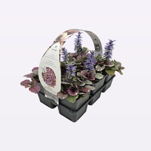 Ajuga reptans 'Burgundy Glow' - Indás ínfű 6db/csomag