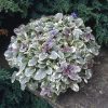 Ajuga reptans 'Burgundy Glow' - Indás ínfű 6db/csomag