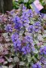 Ajuga reptans 'Burgundy Glow' - Indás ínfű 6db/csomag