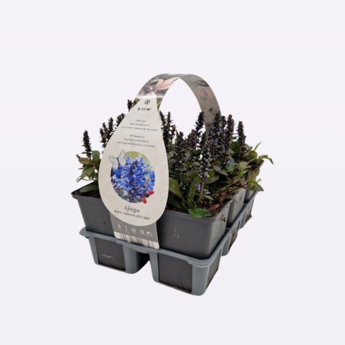 Ajuga reptans 'Chocolate Chips' - Indás ínfű 6db/csomag