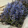 Ajuga reptans 'Chocolate Chips' - Indás ínfű 6db/csomag