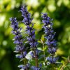 Ajuga reptans 'Chocolate Chips' - Indás ínfű 6db/csomag
