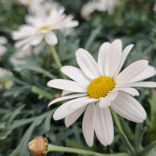 Argyranthemum - Margitvirág Stella