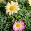Argyranthemum - Margitvirág 