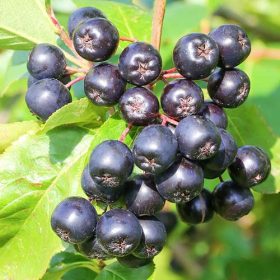   Aronia melanocarpa 'Galicjanka' – Fekete berkenye