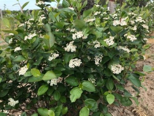 Aronia melanocarpa 'Galicjanka' – Fekete berkenye