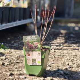   Aronia Lowberry 'Little Helpers' - Fekete berkenye (100% BIO)