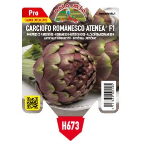  Cynara cardunculus var. scolymus "Romanesco Atenea F1" - Articsóka palánta