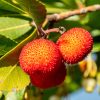 Arbutus unedo - Nyugati Szamócafa