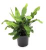Asplenium scolopendrium - Gímpáfrány