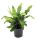 Asplenium scolopendrium - Gímpáfrány