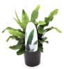 Asplenium scolopendrium - Gímpáfrány
