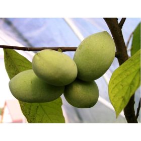 Asimina triloba "Prima 1216" - Indián banán