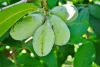 Asimina triloba "Sunflower" - Indián banán