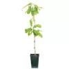 Asimina triloba "Sunflower" - Indián banán