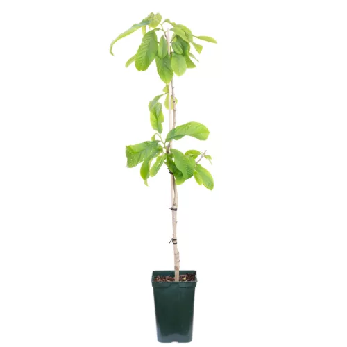 Asimina triloba "Sunflower" - Indián banán