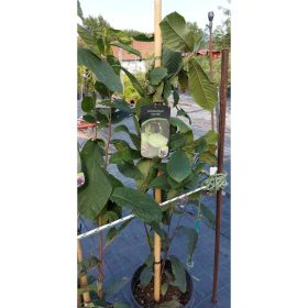 Asimina triloba 'Wells'- Indián banán